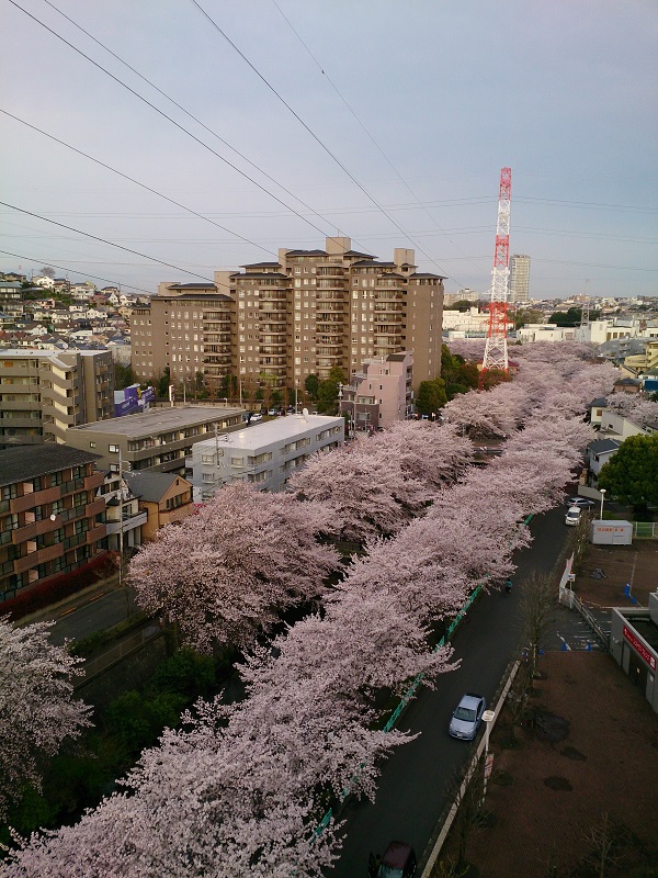 町田の桜の名所である恩田川の上から画像