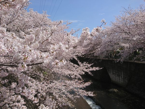 ２０１７年恩田川さくら